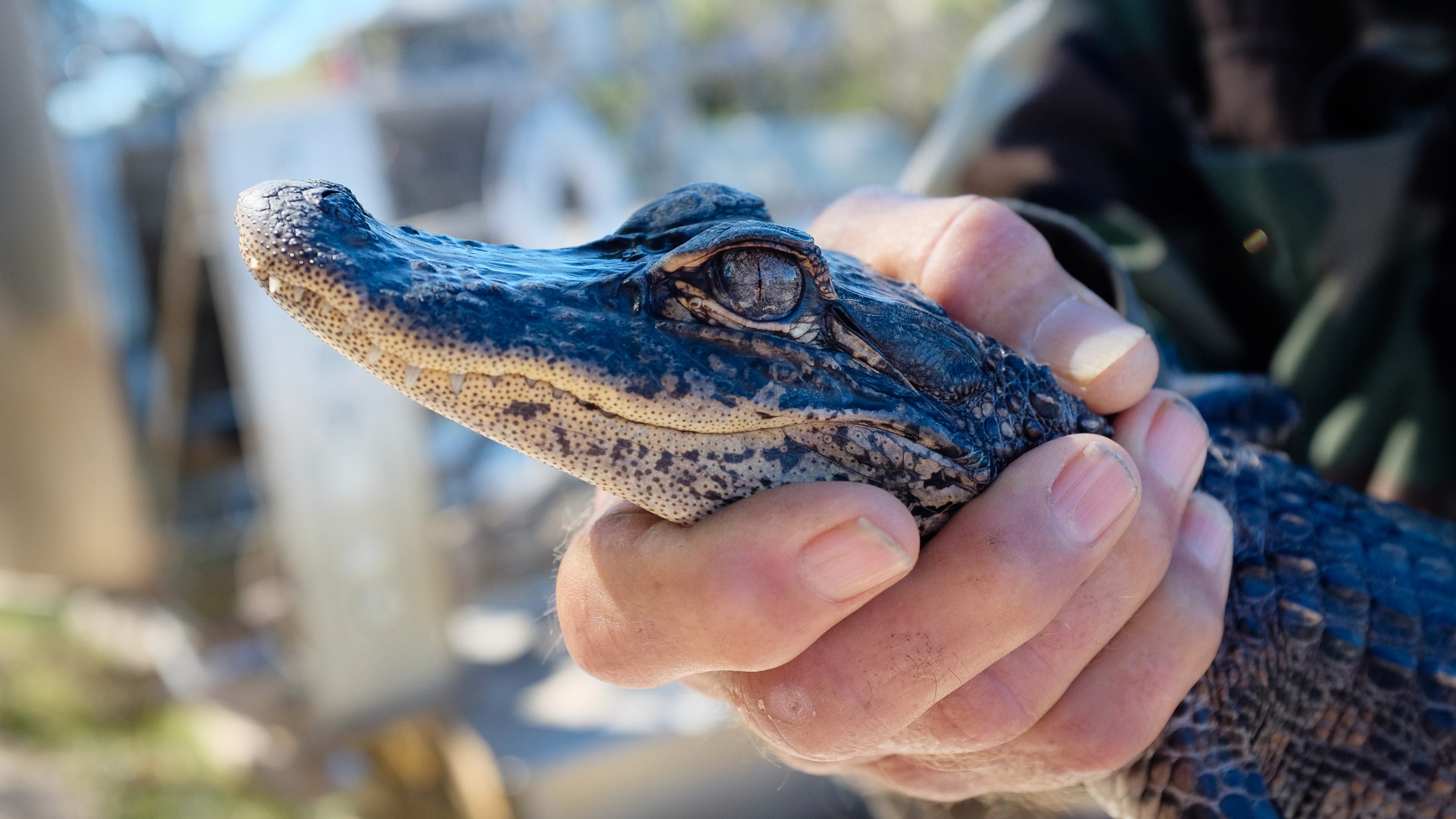 Animal Cops Miami Discovery UK