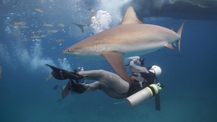 How Sharks Hunt - Discovery UK
