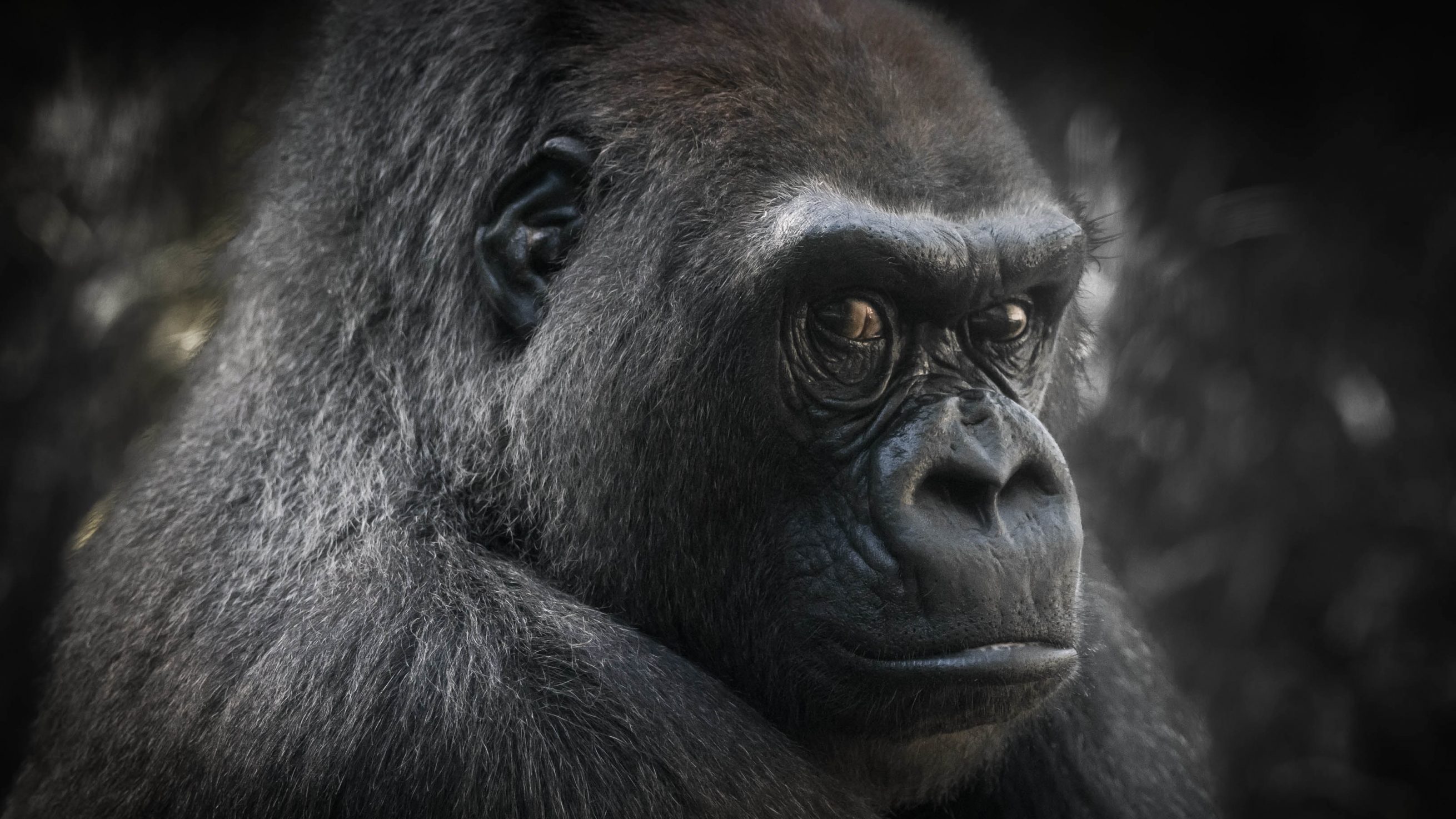 Gorilla Encounters Discovery UK