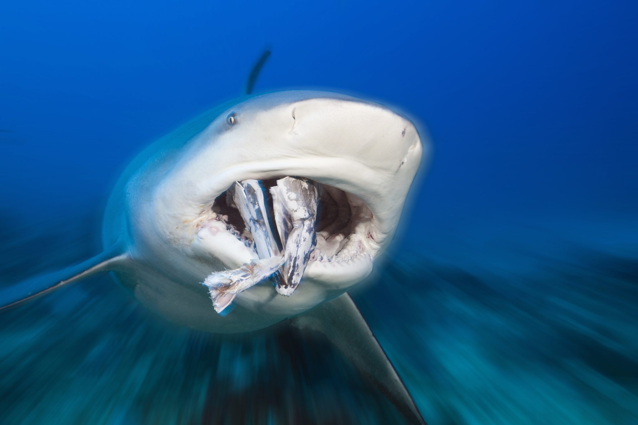 What Do Sharks Eat Exploring The Shark Food Chain Discovery UK