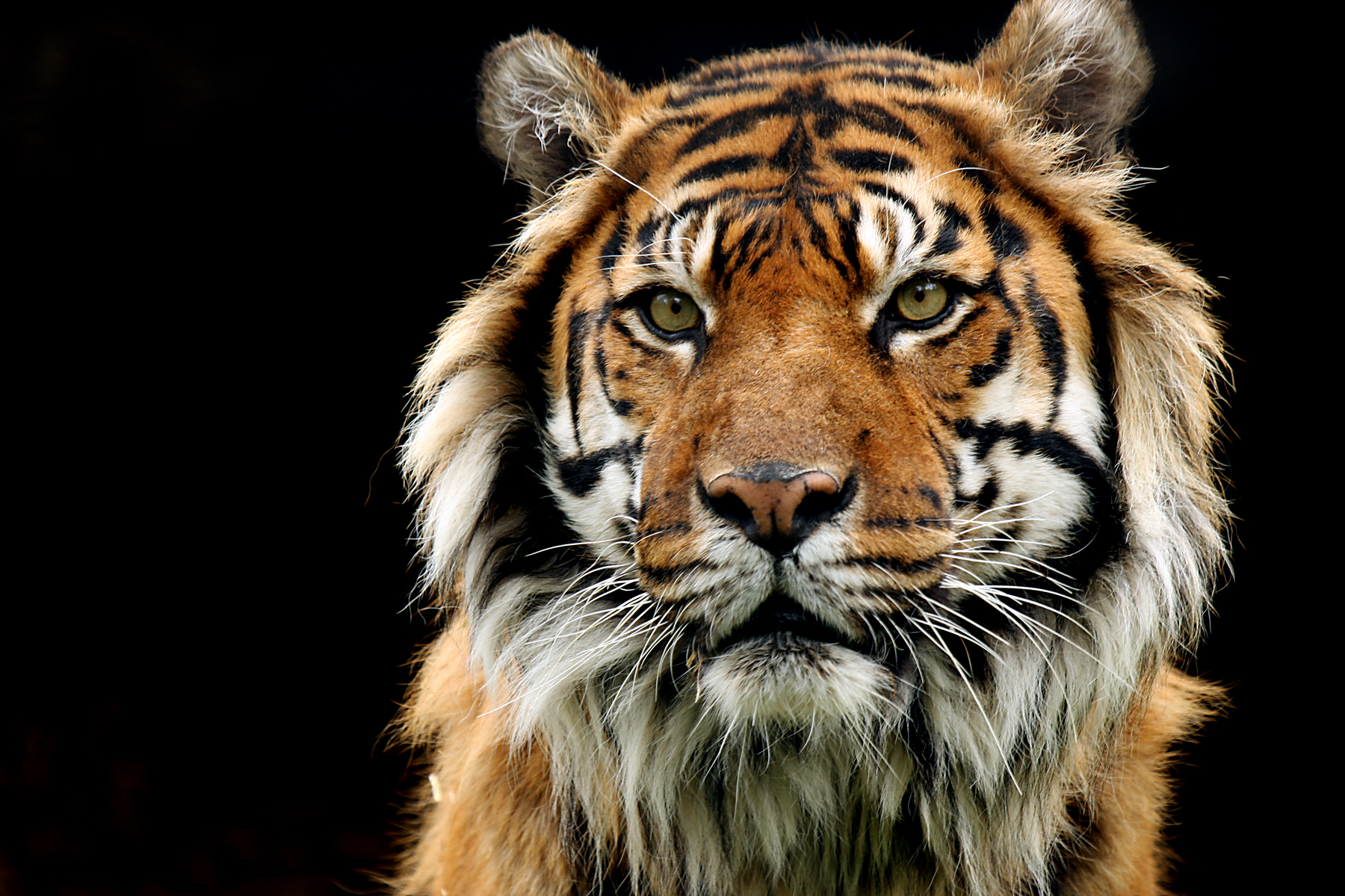 Big Cats Articles And Facts Discovery UK