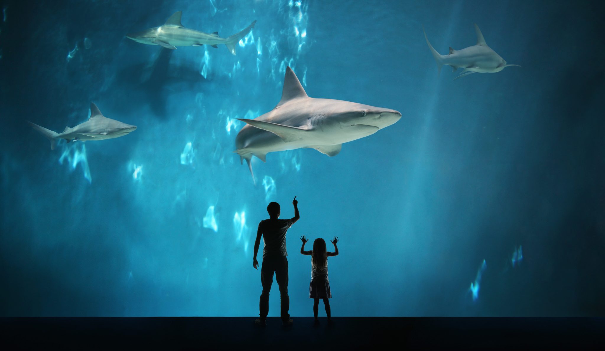 The Largest Fish Tank in the World Discovery UK