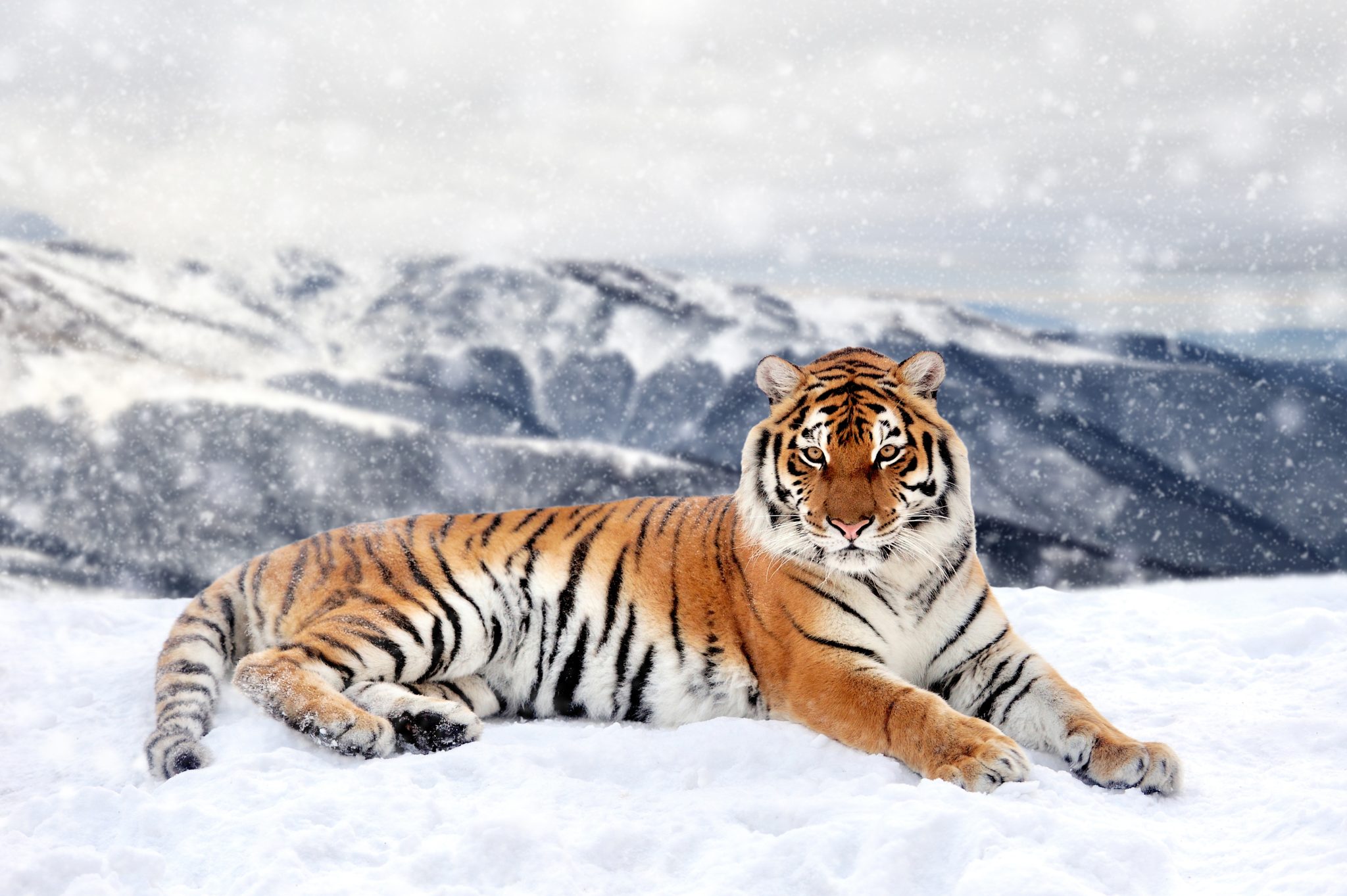 Siberian Tiger Facts Habitat And Diet Discovery UK