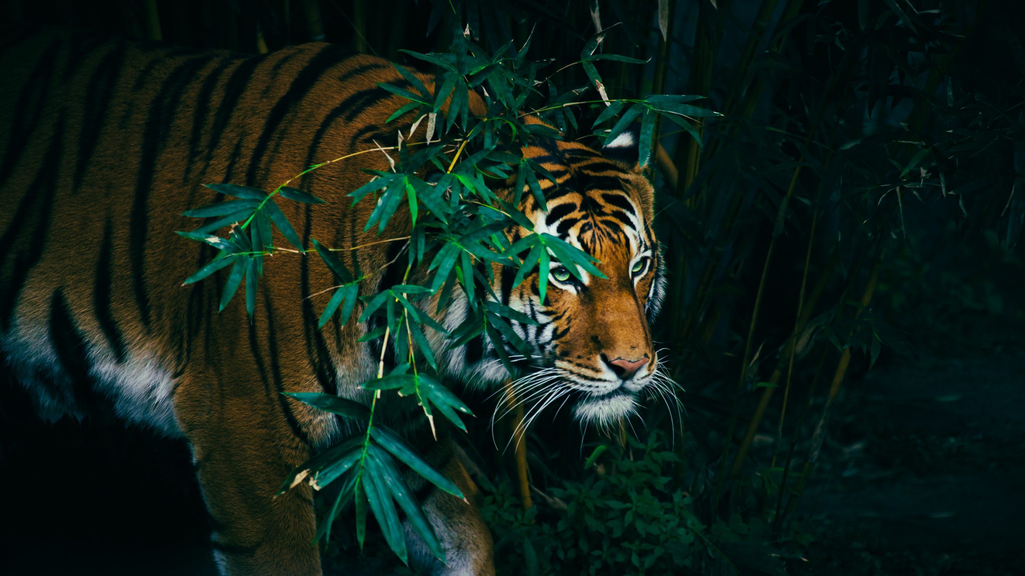 Bengal Tiger Facts, Habitat and Diet - Discovery UK