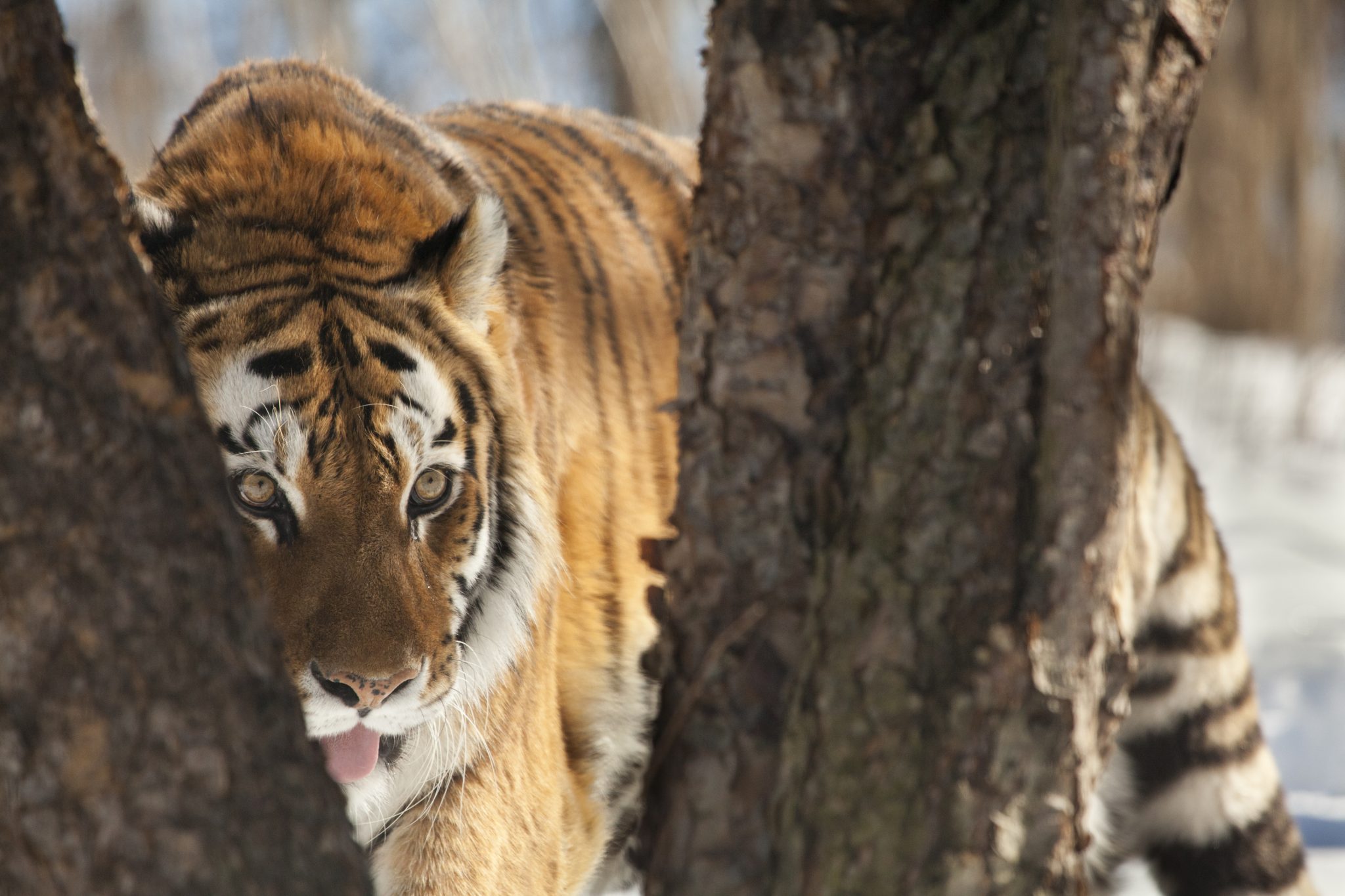 Tiger Lifespan Explained - Discovery UK