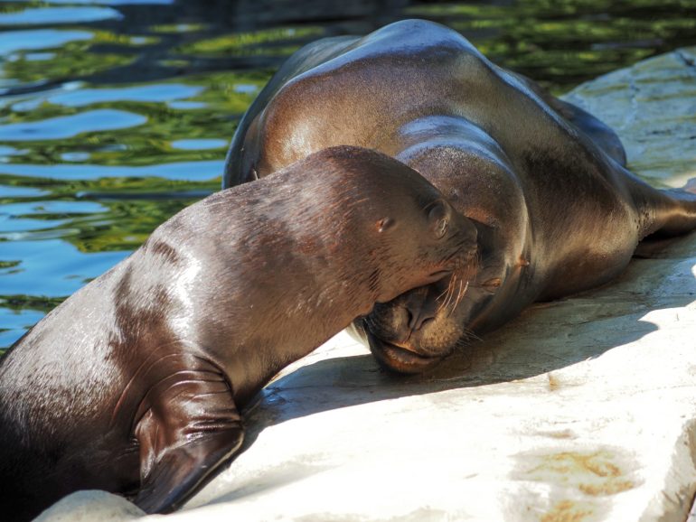 The Biggest Zoo in the World Discovery UK