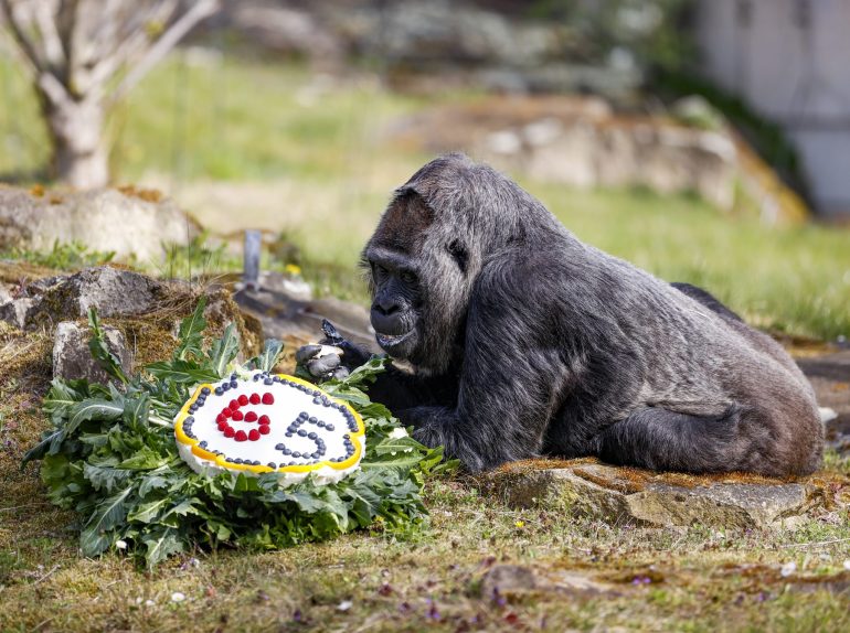 The Biggest Zoo in the World Discovery UK