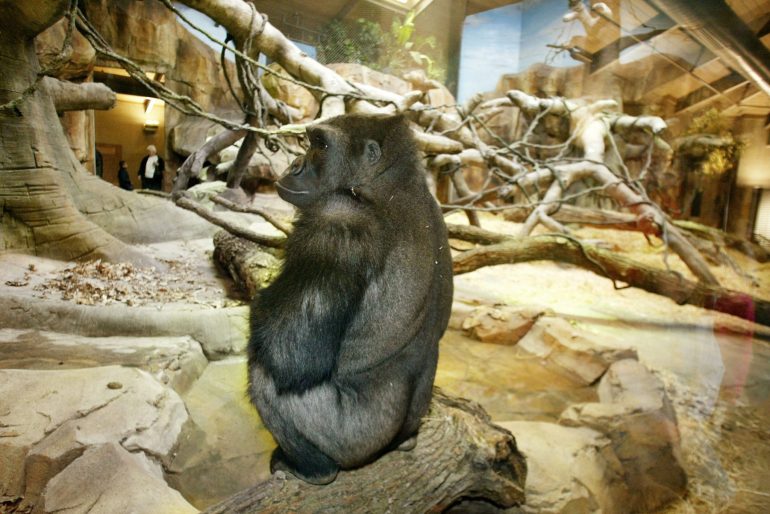 The Biggest Zoo in the World Discovery UK