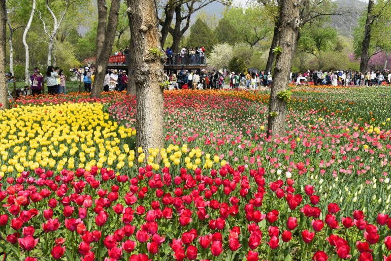 The Largest Botanical Garden in the World Discovery UK