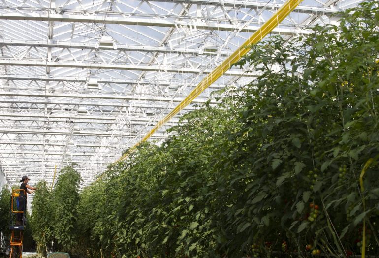The Largest Greenhouse in the World Discovery UK