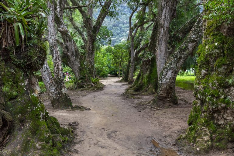 The Largest Botanical Garden in the World Discovery UK